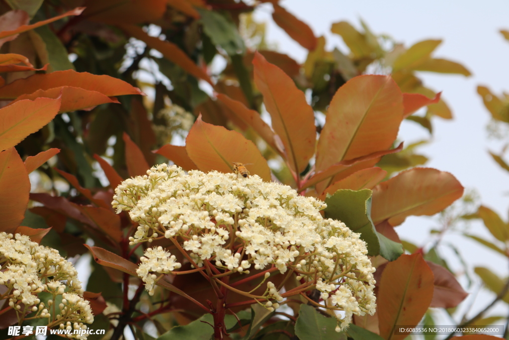 另类壁纸 电脑人物 动物桌面