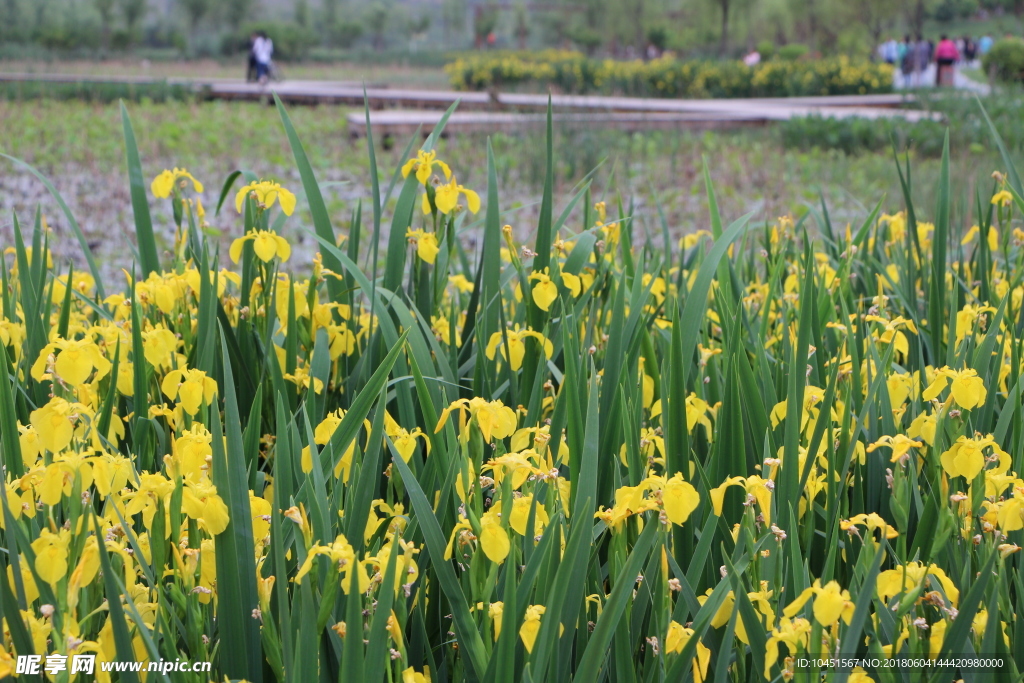 湿地公园黄菖蒲