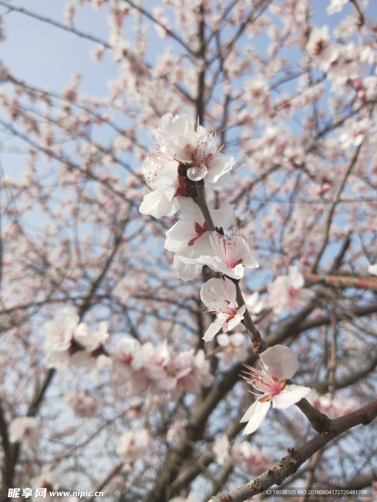 粉色桃花