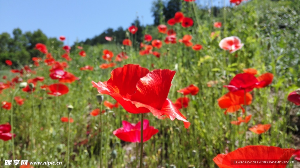 盛开的红色花朵