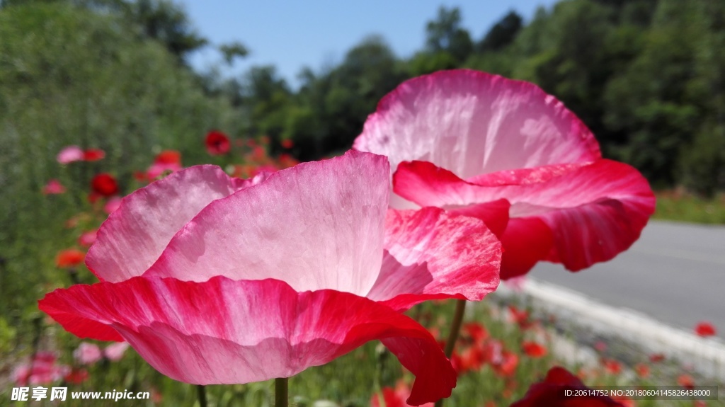 美丽的红色花朵