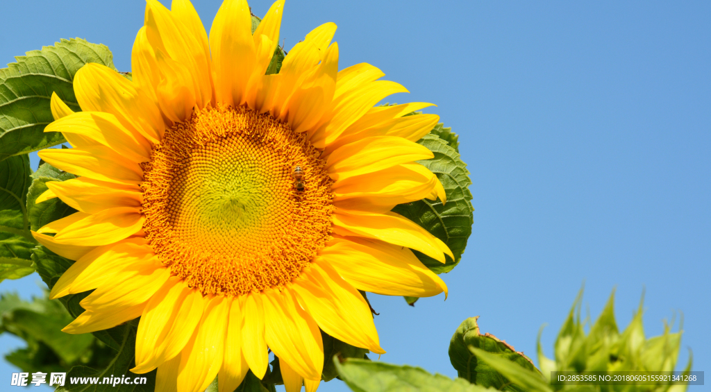 向日葵 一支 葵花 夏日 景色