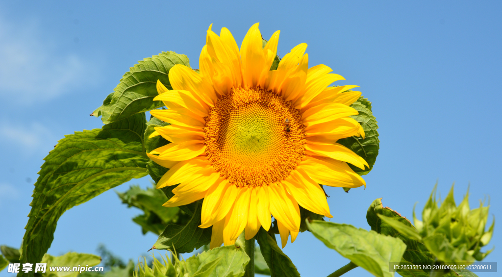向日葵 一支 葵花 夏日 景色