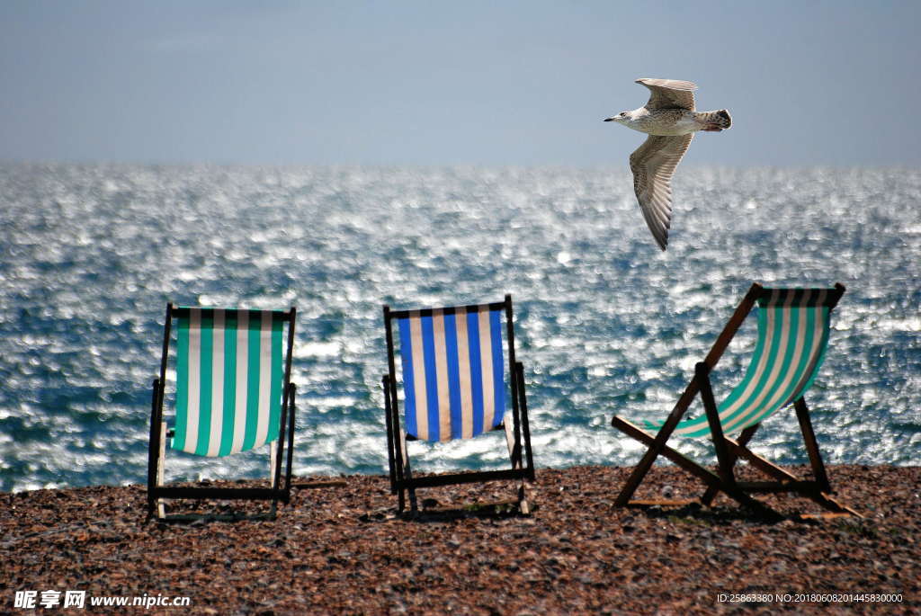 沙滩椅 海鸥 海滩