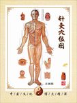 中医穴位挂图