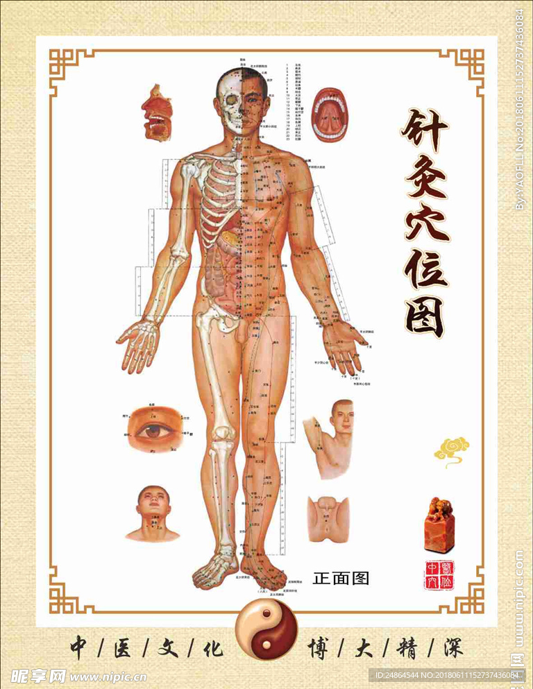 中医穴位挂图