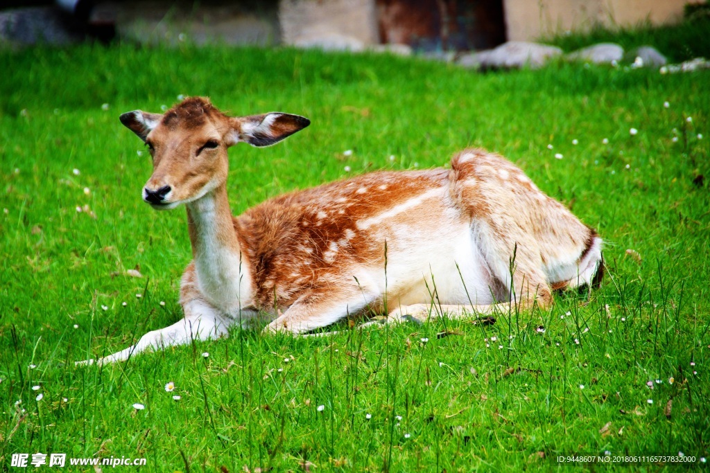 草地小鹿休憩图片