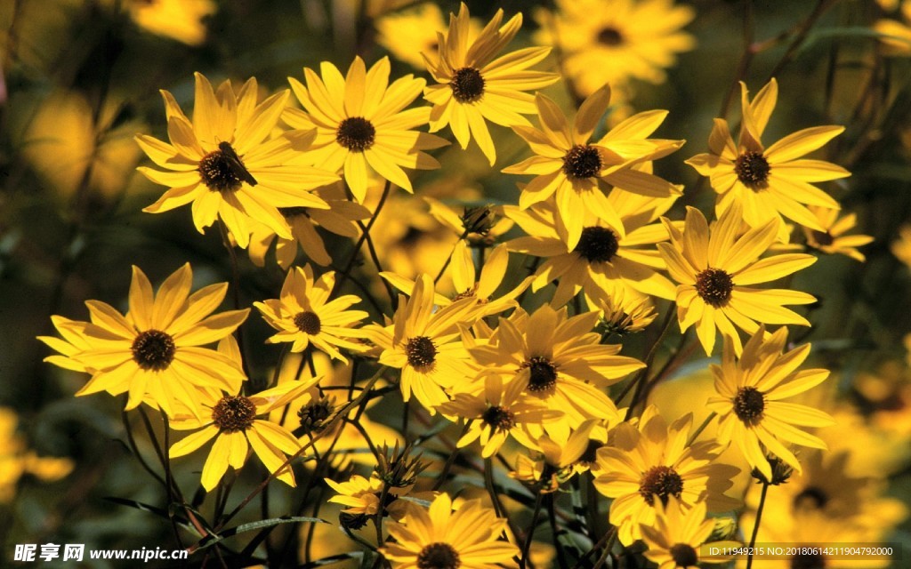 自然风景      春天背景图