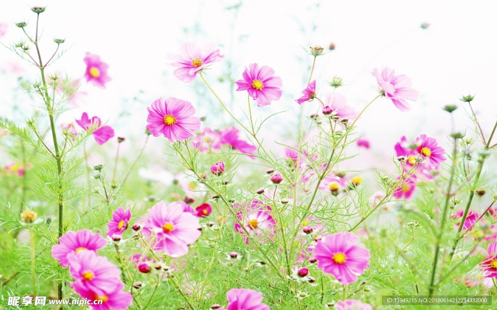 自然风景      春天背景图