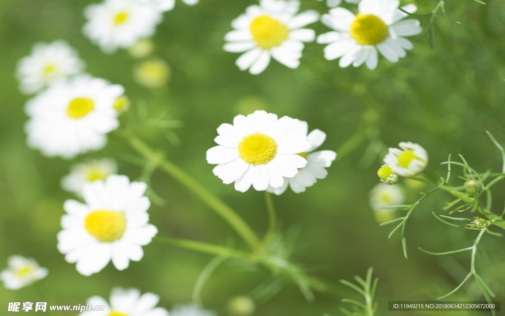 自然风景      春天背景图