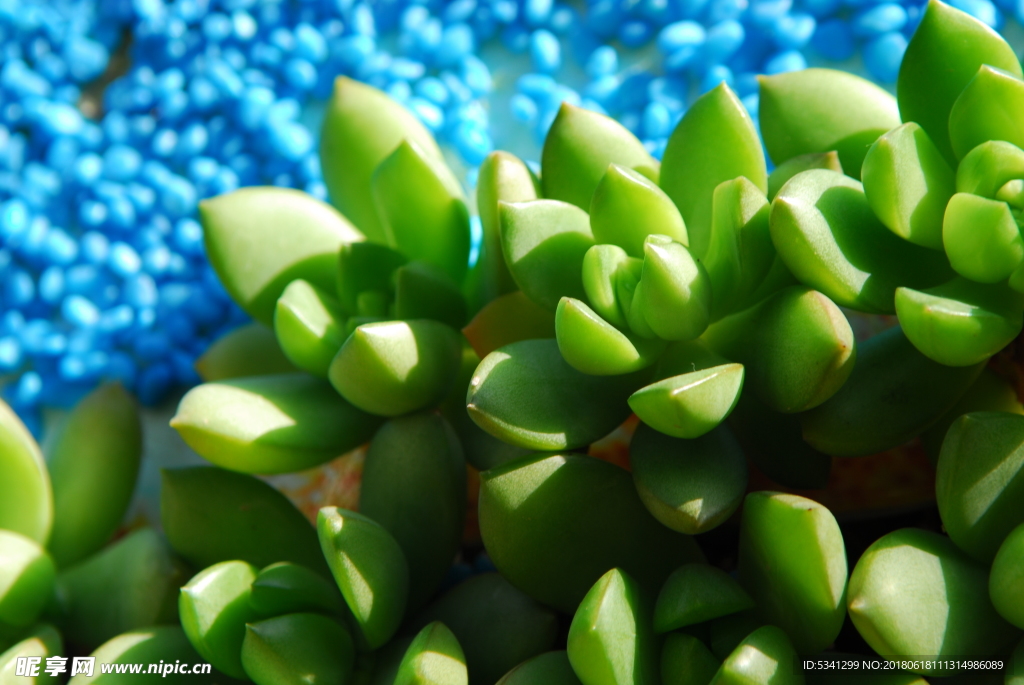 多肉植物特写