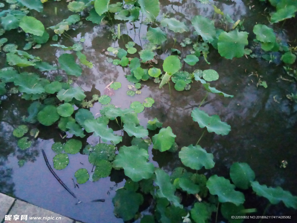池塘里的荷叶