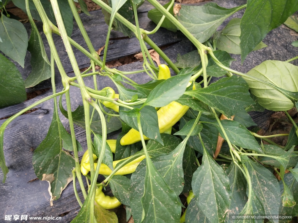 蔬菜 青椒 绿色