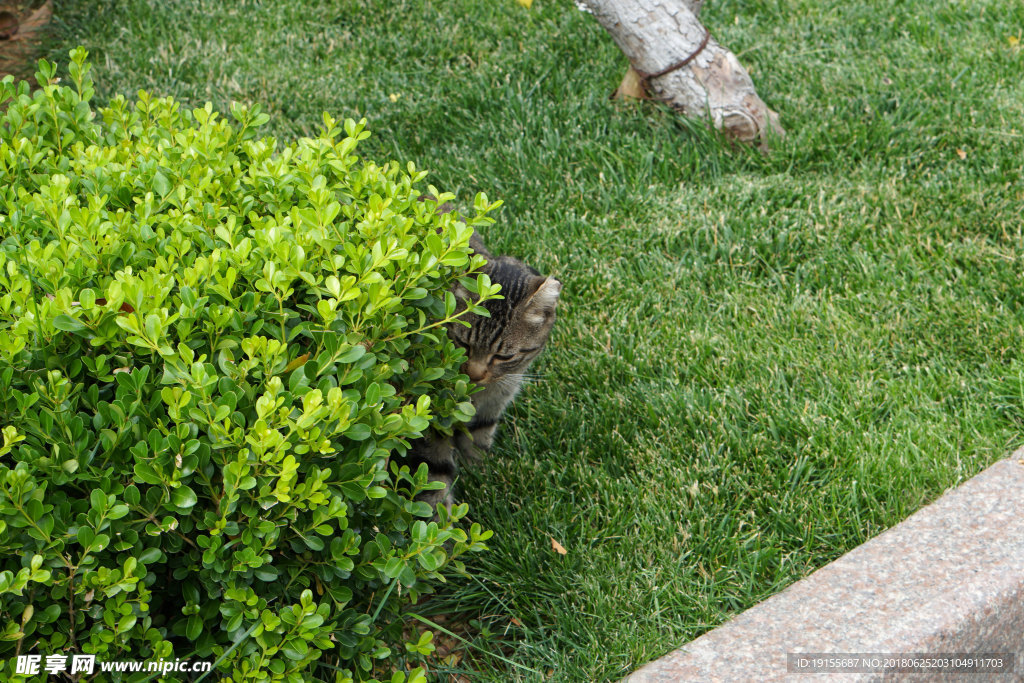 捉迷藏的猫咪