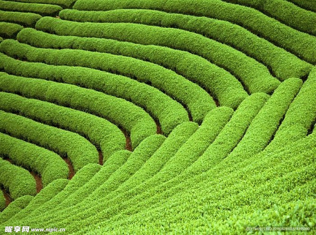 自然风光图片    高山森林