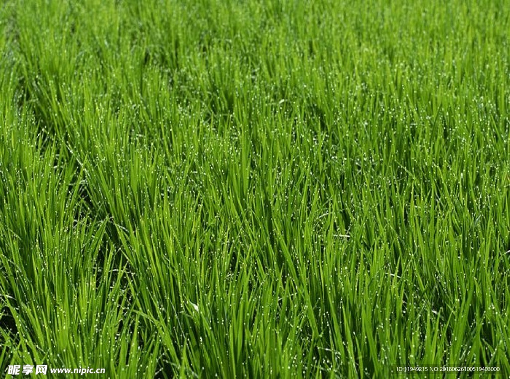 自然风光图片    高山森林