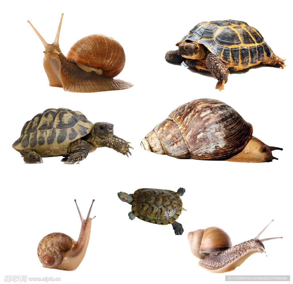 蜗牛 乌龟