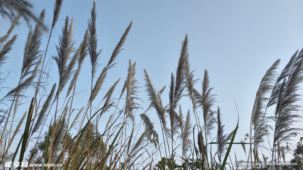 风景  芦苇