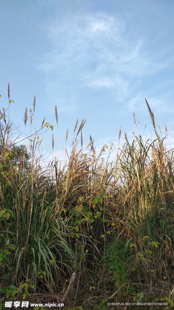 风景  芦苇