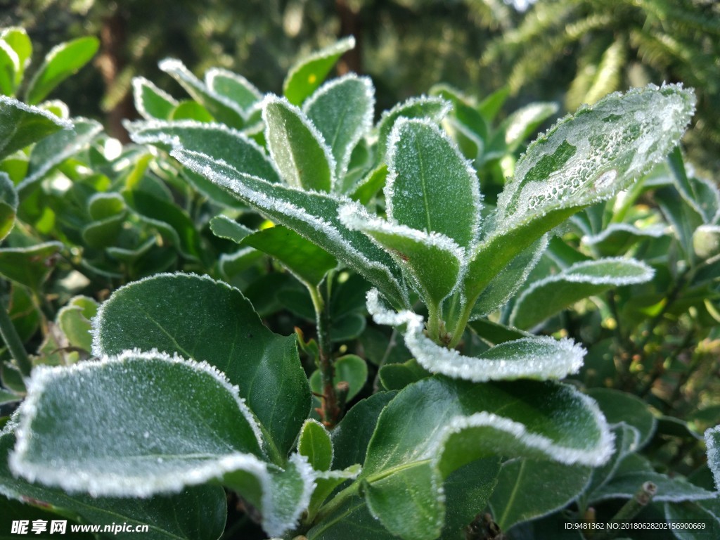 冰霜绿叶雪花