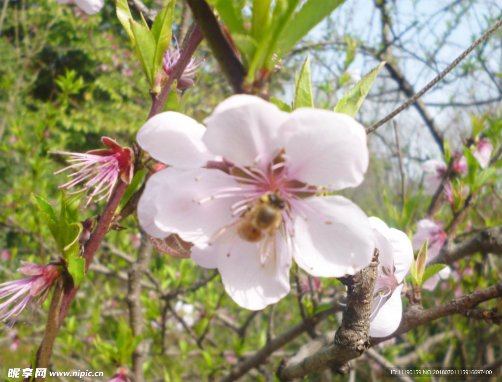 桃花与采蜜的蜂