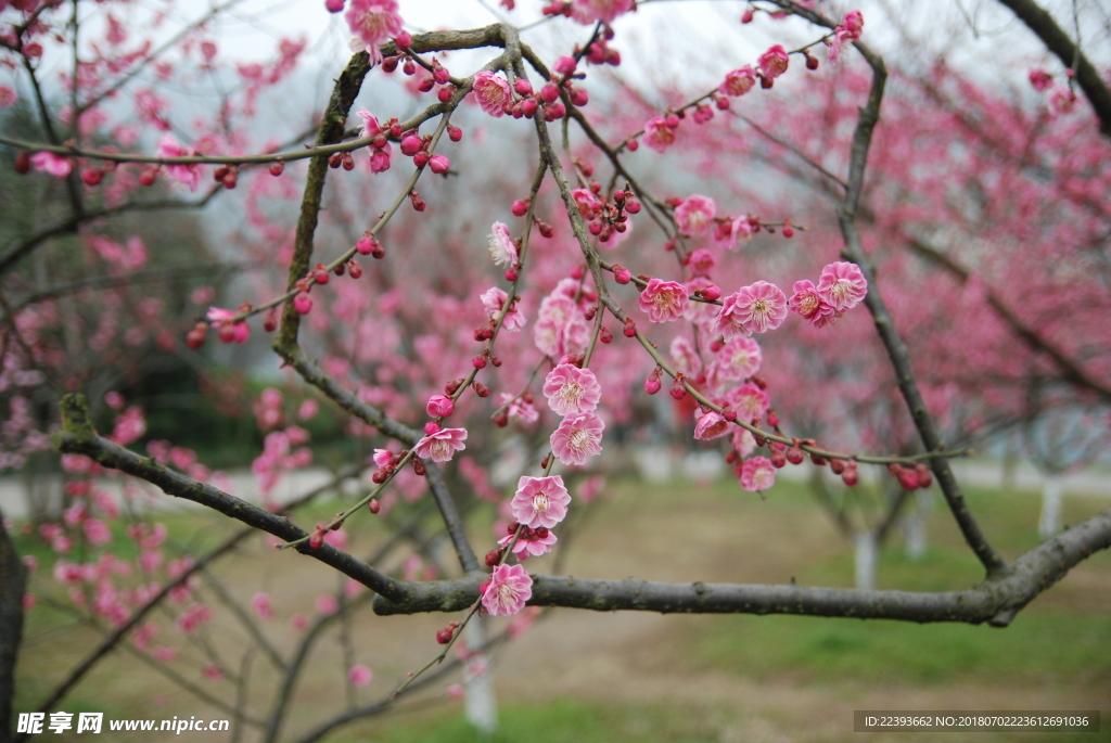 梅花 红梅 鲜花 花 植物