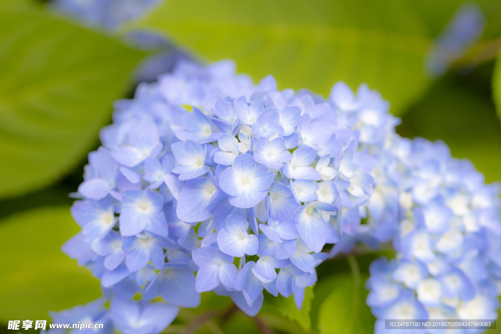 紫阳花花朵