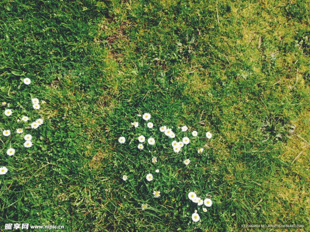 草地上的雏菊