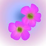 唯美粉紫色花卉