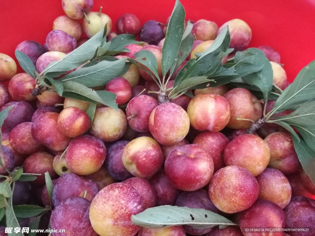 李子（下载无水印）