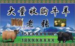 收购牛羊名片