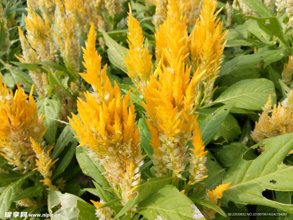 黄色凤尾鸡冠花