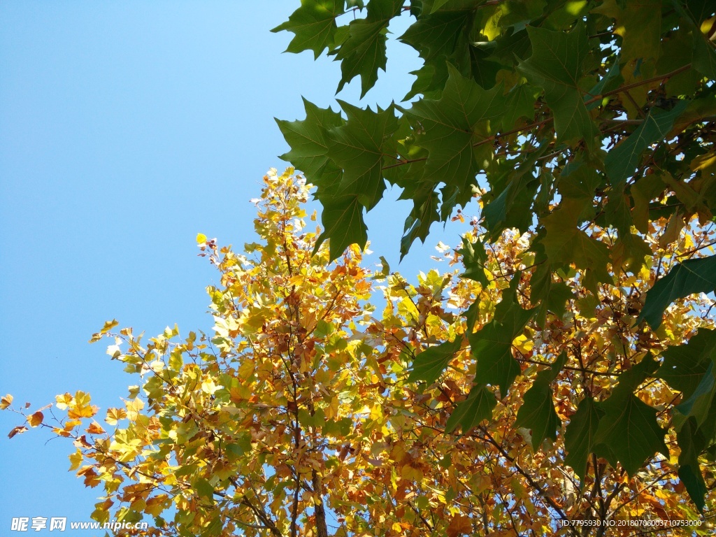 两个季节的树叶