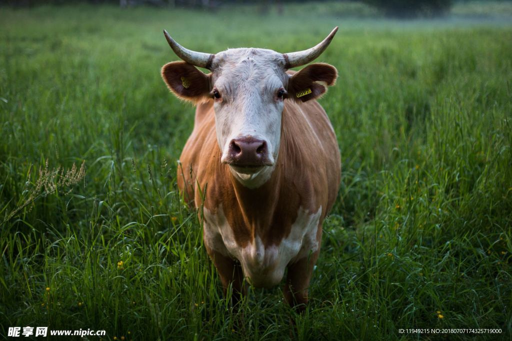 牛摄影图片  牛写真壁纸