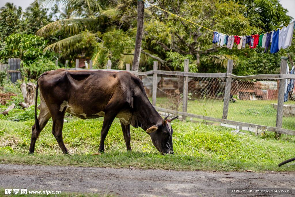 牛摄影图片  牛写真壁纸