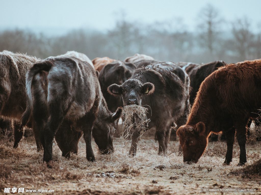 牛摄影图片  牛写真壁纸