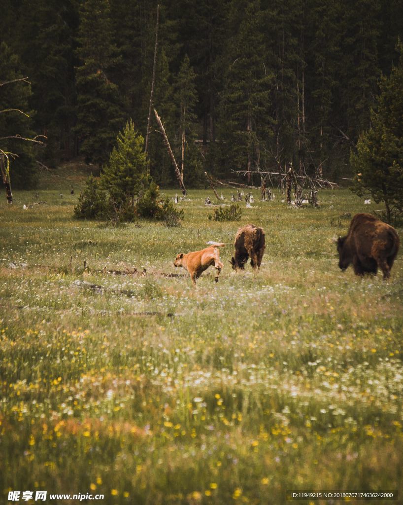 牛摄影图片  牛写真壁纸