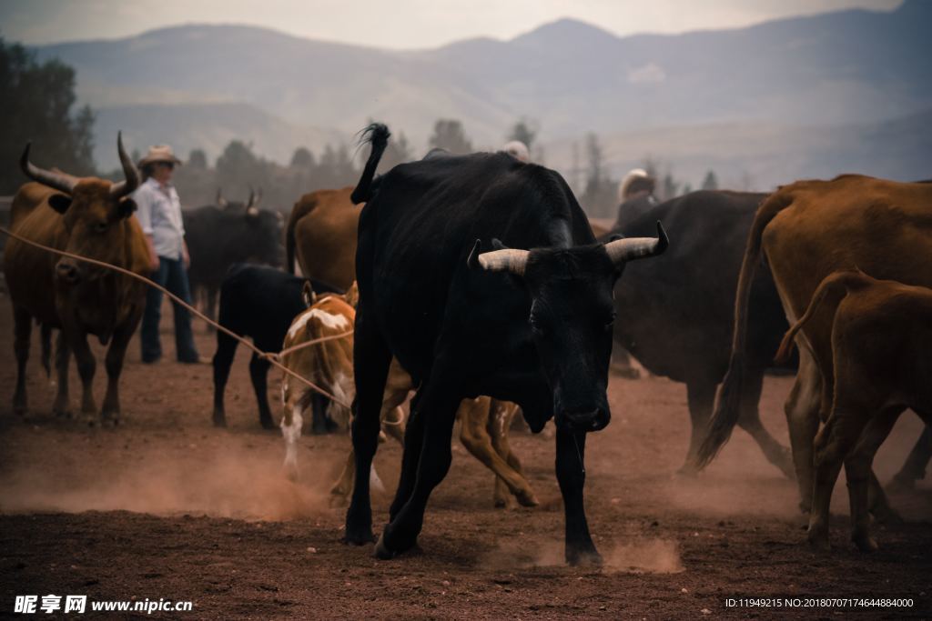 牛摄影图片  牛写真壁纸