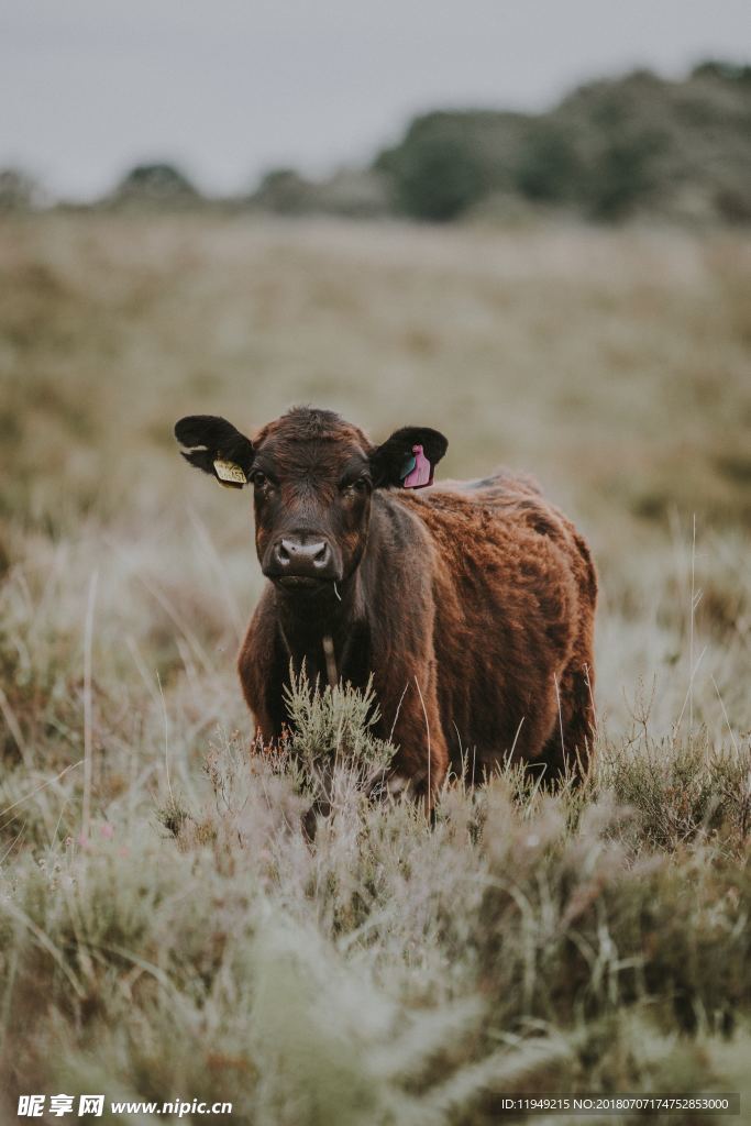 牛摄影图片  牛写真壁纸