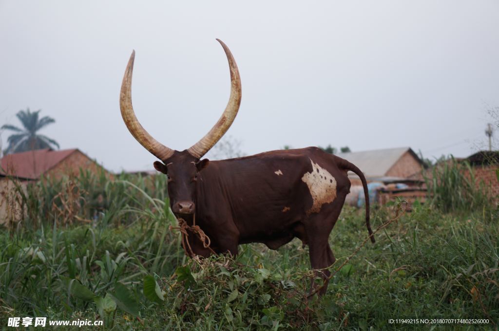 牛摄影图片  牛写真壁纸