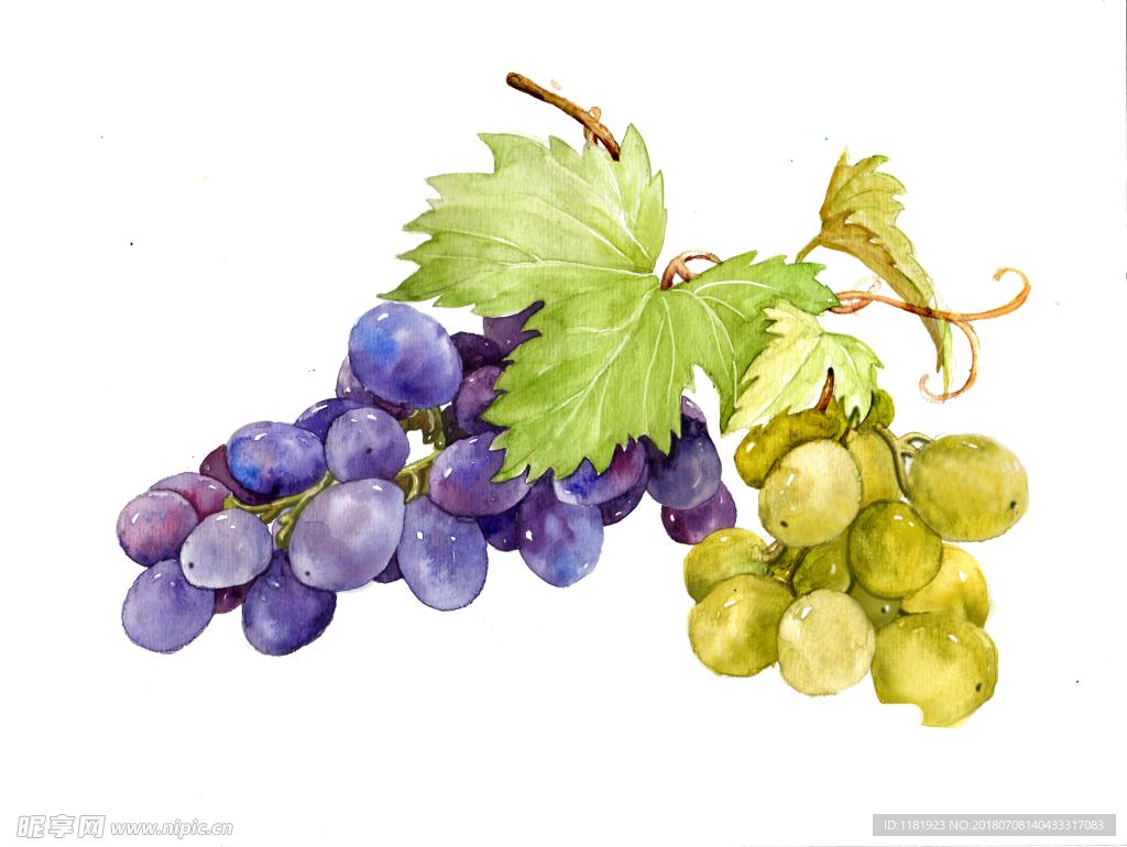 手绘葡萄