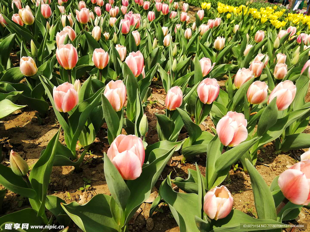 盛开的粉色郁金香