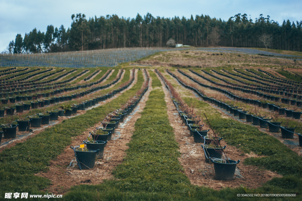 花卉盆栽绿植种植基地