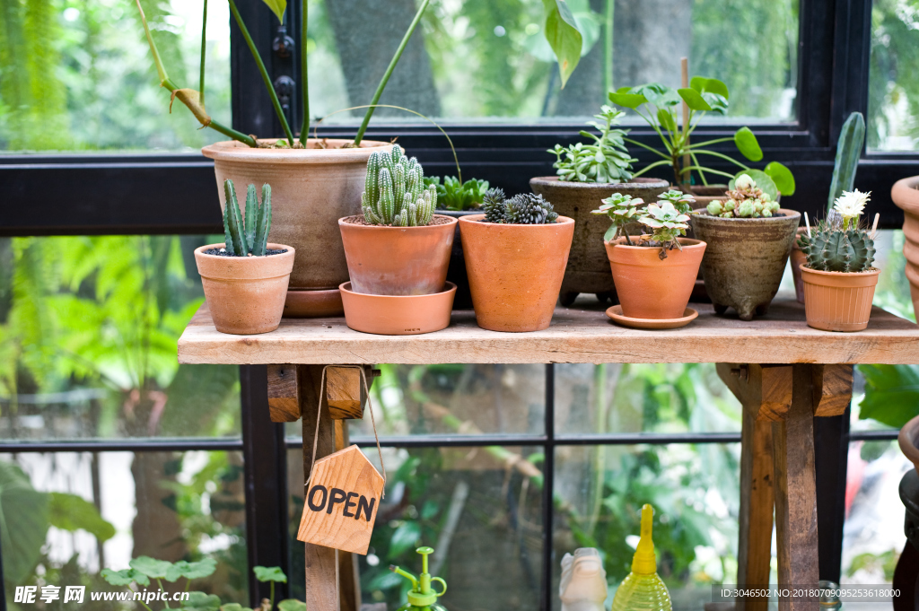 绿植培养盆栽室内花卉