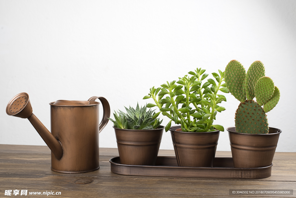 绿色盆栽花卉芦荟仙人掌浇花壶