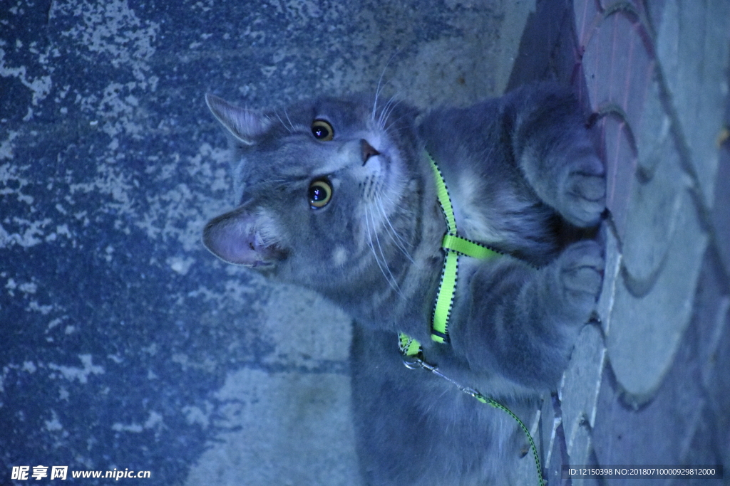 猫 蓝猫 虎斑猫