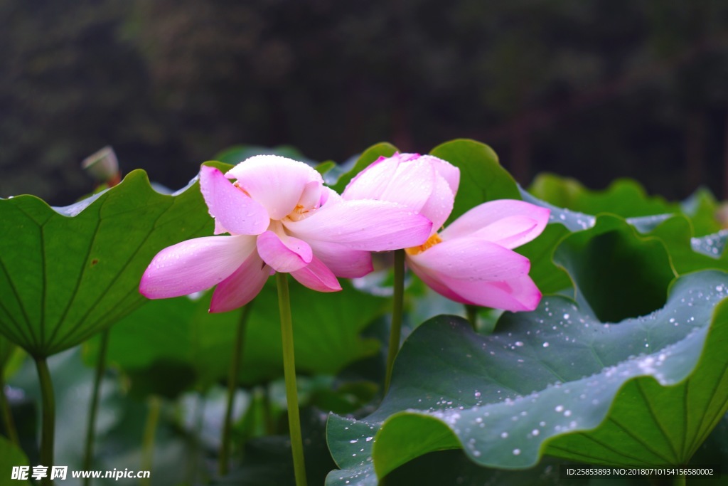 两珠一起盛开的荷花