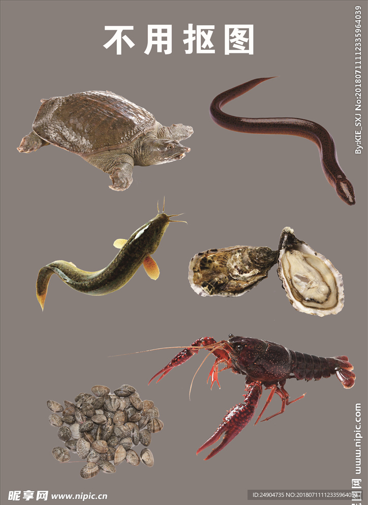 海鲜 河鲜 小龙虾 甲鱼 黄鳝