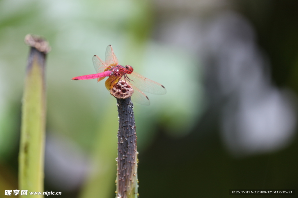 红蜻蜓