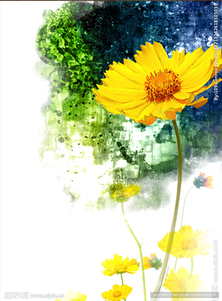 非洲菊 雏菊 太阳花